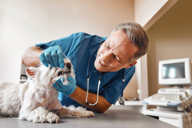Best After-Hours Dental Trauma Care in Waverly, IL
